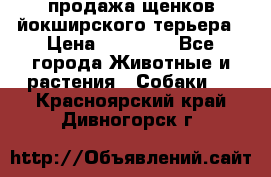 продажа щенков йокширского терьера › Цена ­ 25 000 - Все города Животные и растения » Собаки   . Красноярский край,Дивногорск г.